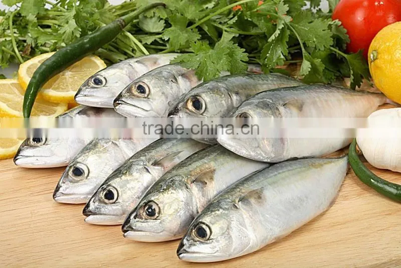 125g 155g 425g OEM Canned Sardine In Tomato Sauce and In Vegetable Oil with Low Price