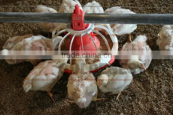 poultry automatic feeding and drinking system