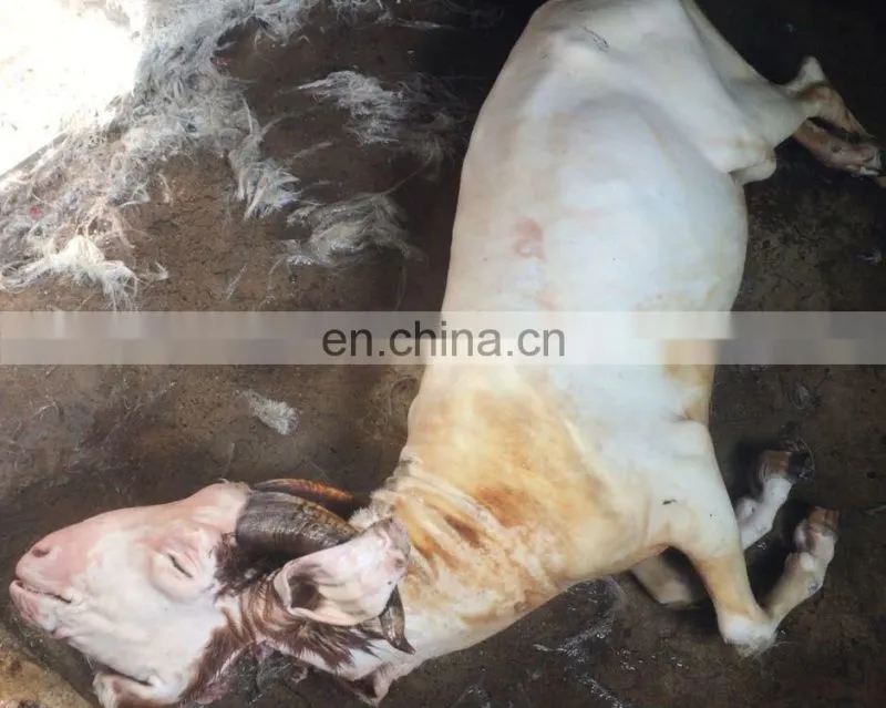 Pig hair removal hydraulic machine|Pig De hairing machine / pig slaughter machine with best price