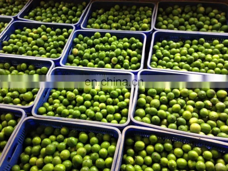 Seedless Lime