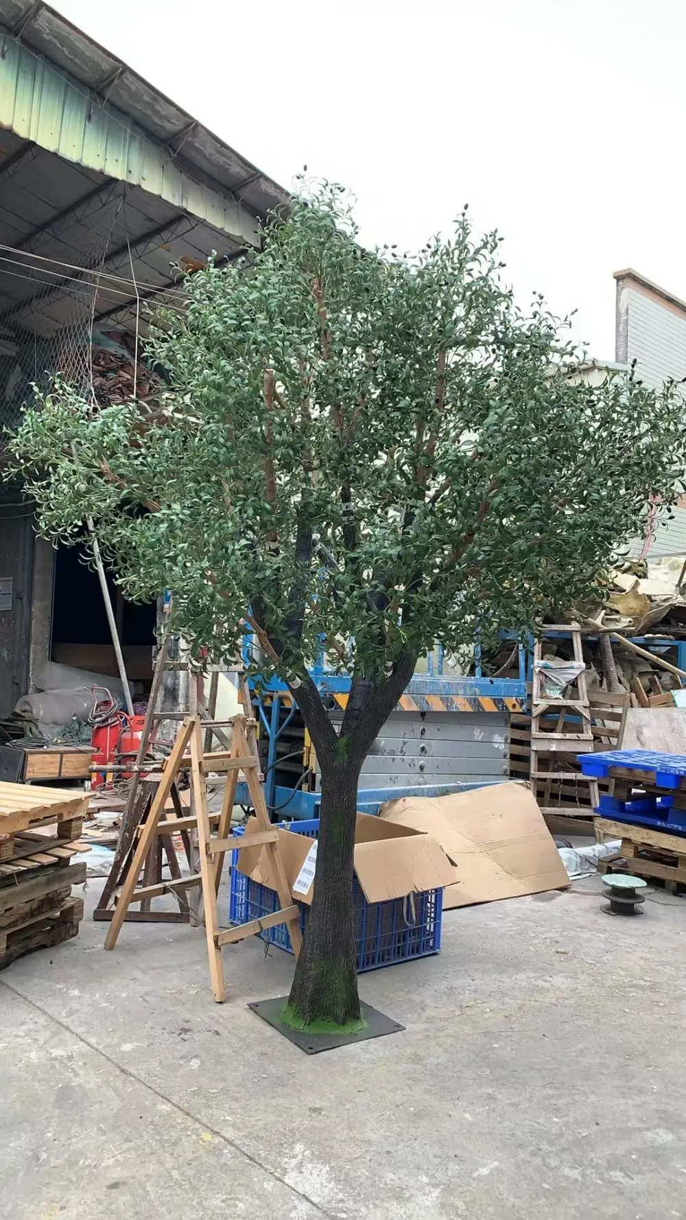 olive tree.jpg