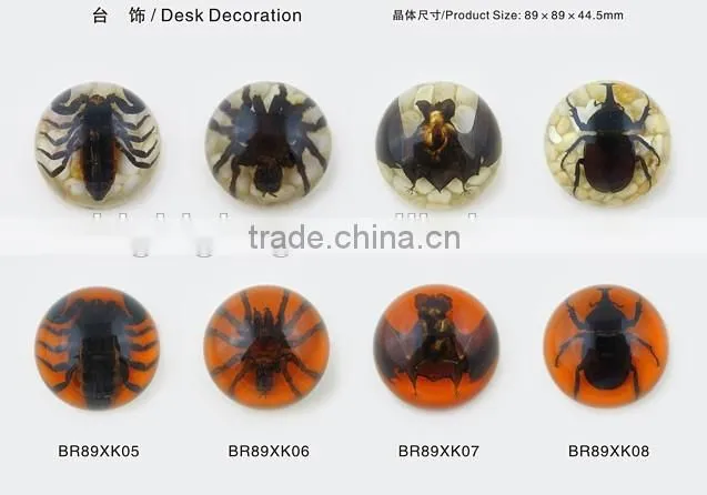 2016 new style business particularly paperweight with real insect spide