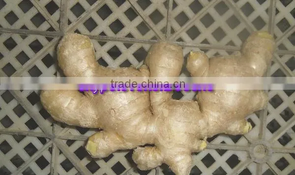 China Fresh Ginger Lowest Price