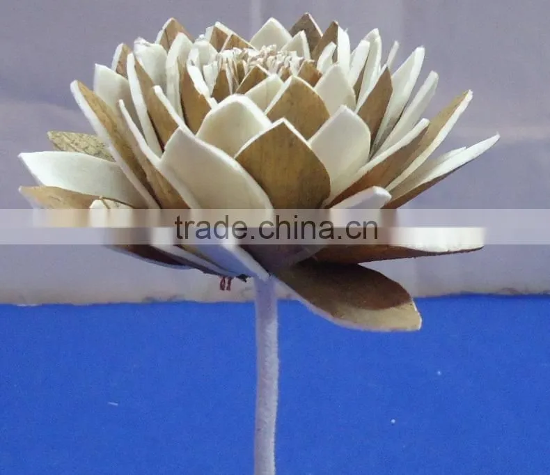 sola flower