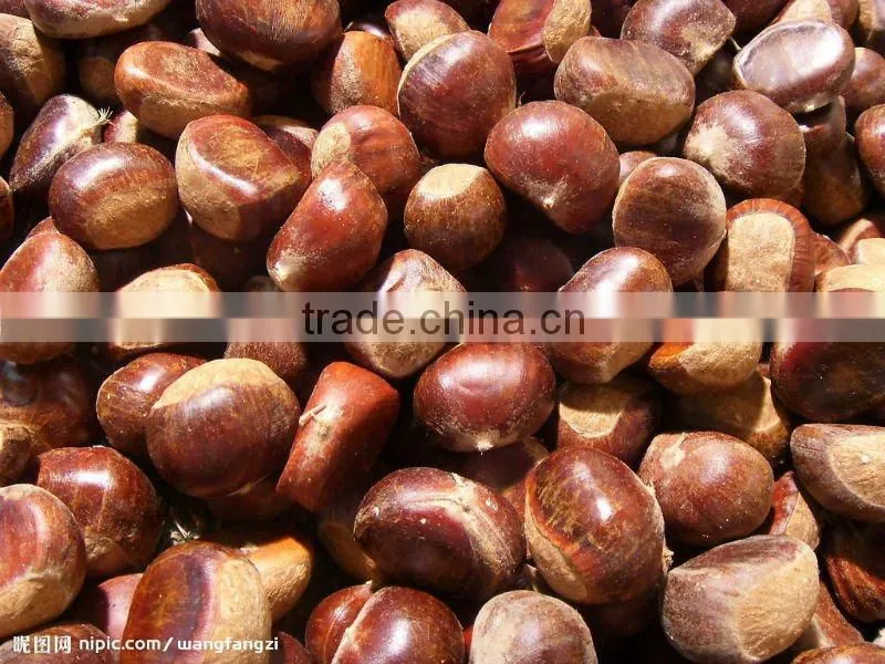 2015 new crop Chinese fresh chestnut for hot sale