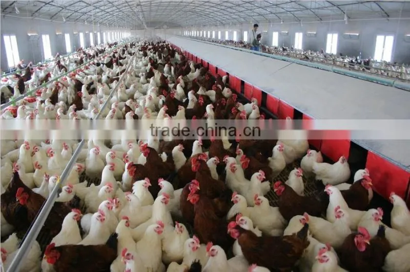 2014 hot-sale free layer feeding system