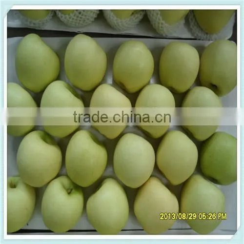 new crop 2015 Delicious Golden apple