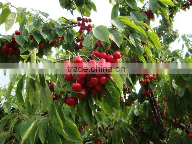 Red cherry fruit tree seeds for Growing