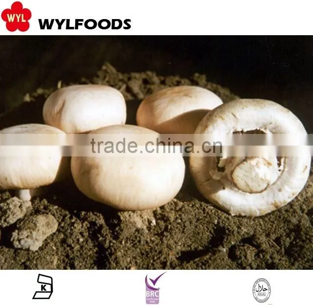 IQF china price for frozen Champignons whole 2015 high quality