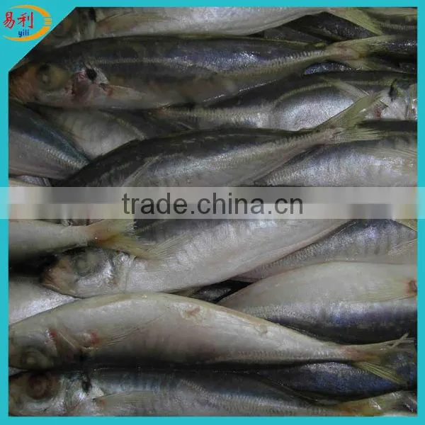 Frozen fish purse seiner horse mackerel IQF