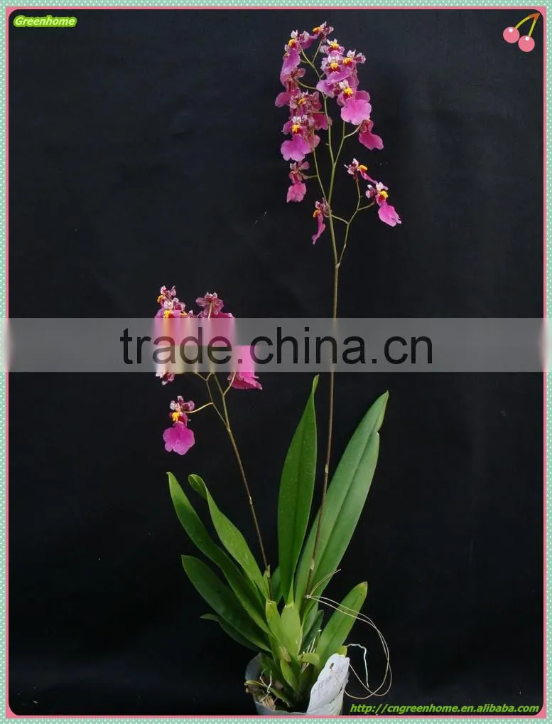 live Oncidium orchid plant