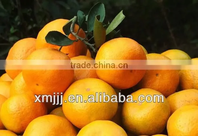 Mini Size Baby Juicy Orange