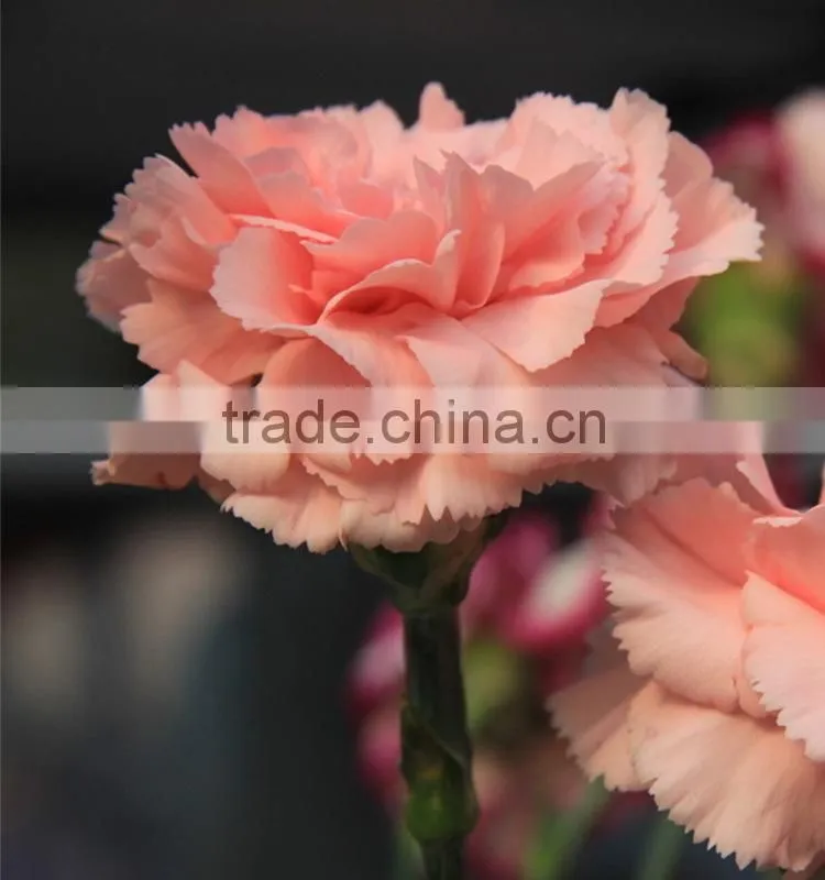 Wide variety Medium pink crazing selling carnation