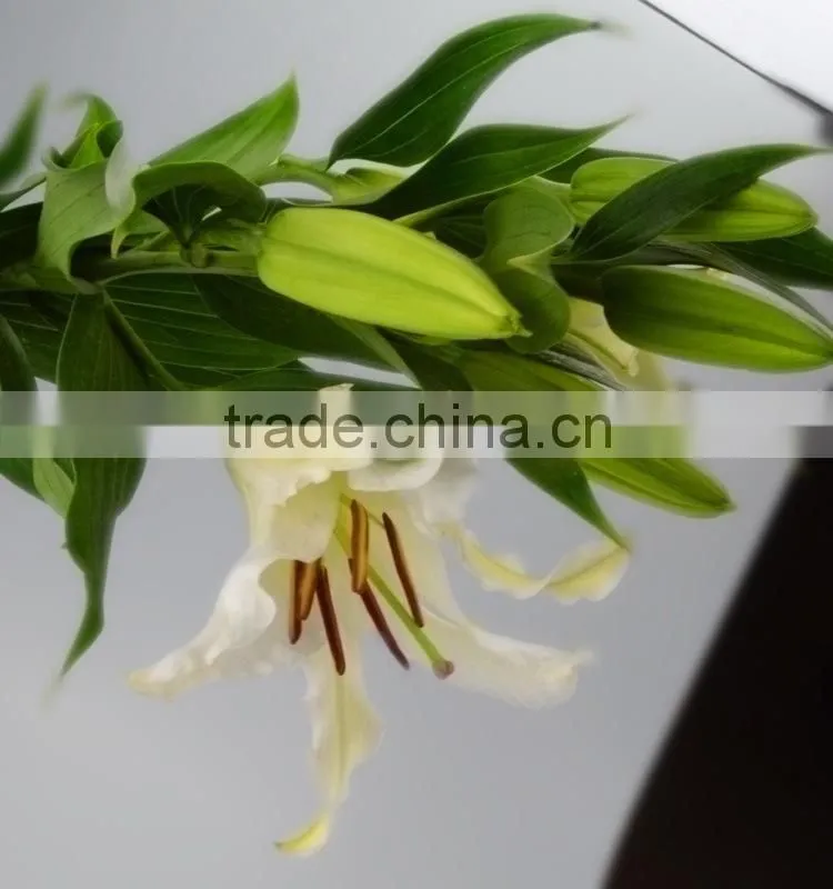 Fashionable Siberia snow white lily
