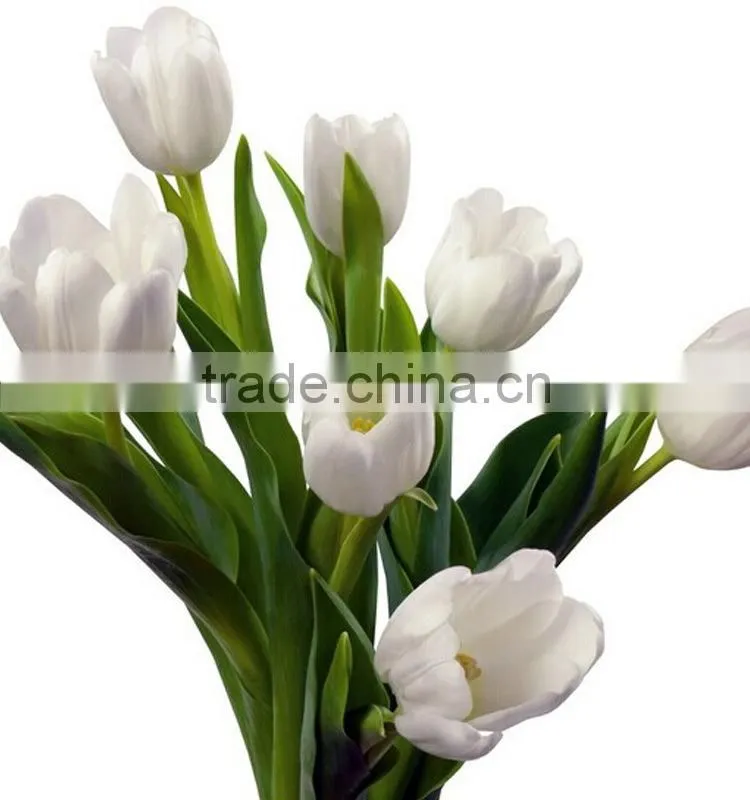Special new coming wholesale cheap tulip flowers