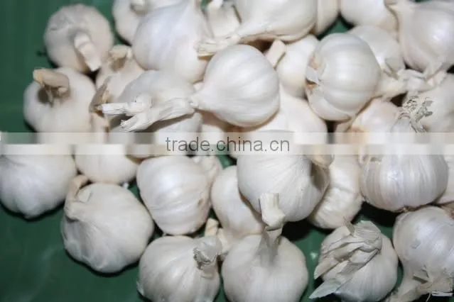 Fresh garlic
