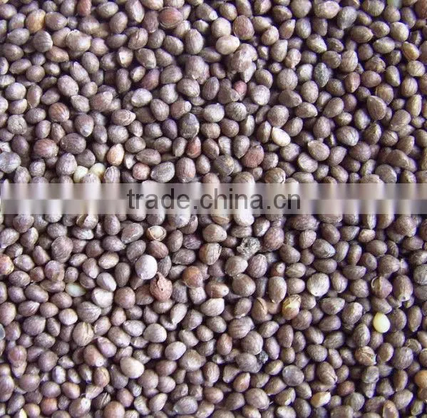 Bulk Perilla Seed for Sale, 2014 Crop
