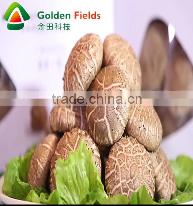 2016 new flavour seasoned shiitake mushrooms cultivation spawn