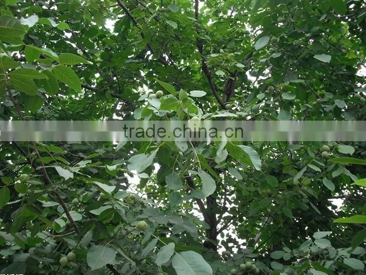 Extra chinese walnuts,walnut meat, walnuts kernel