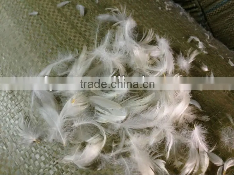 white duck feather duck feather jacket duck feathers for sale