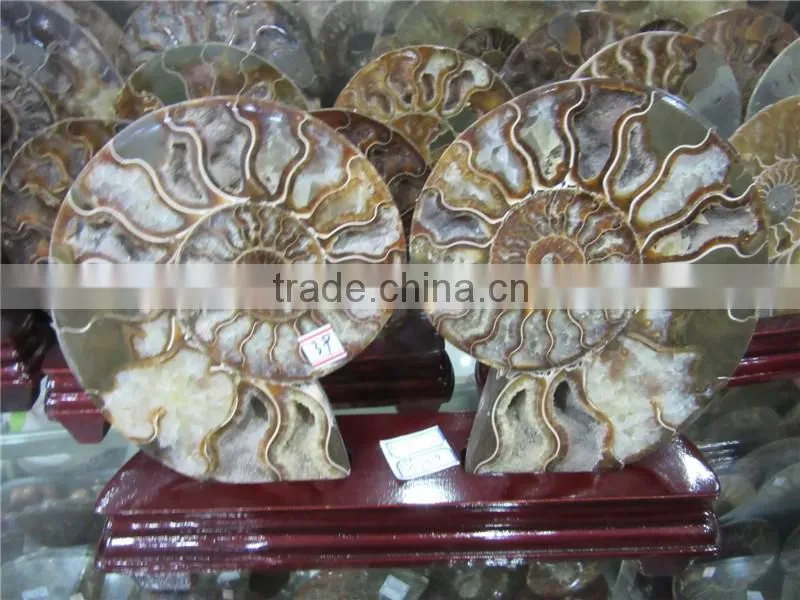 high quality conch fossil stone for home decoration