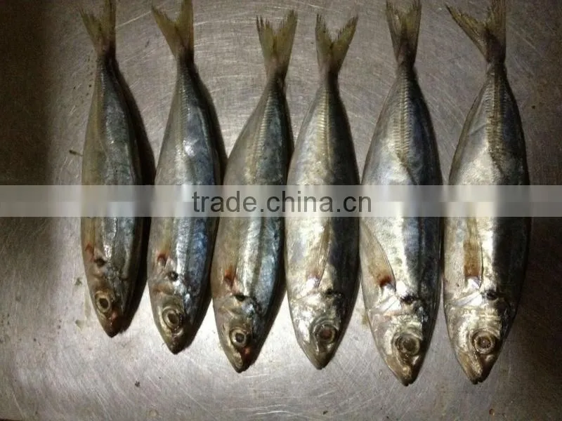 12-14pcs/kg Frozen Whole Round Scad Fish