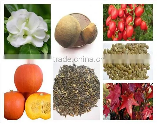 Mu dan zhong zi made in China with quality peony seed