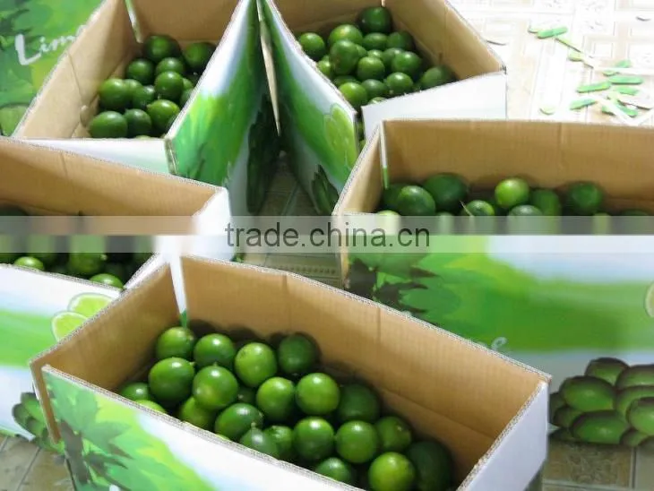 Fresh Lime high quality and Best Price from Vietnam