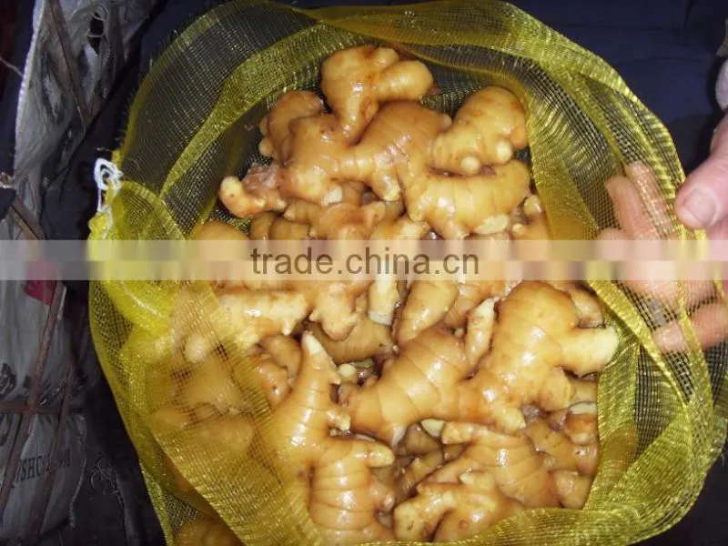 CHINESE FRESH GINGER for turkey good quality
