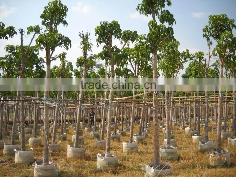 Big size Bischofia polycarpa tree seedling from China