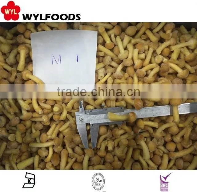Good price frozen baby oyster mushroom 2016 with Grade A