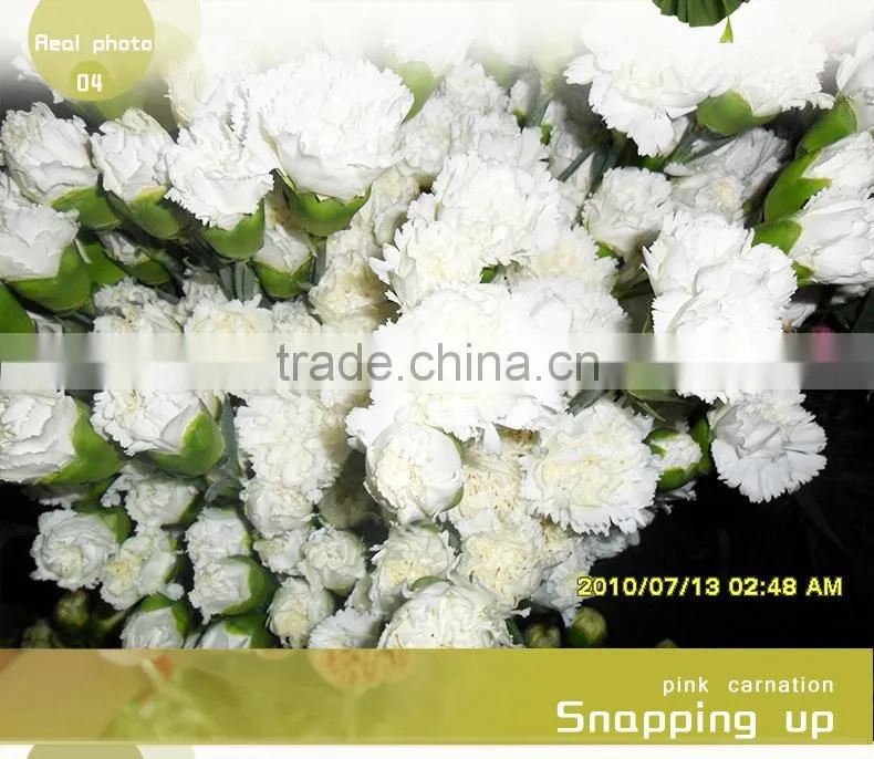 wholesale fresh cut flower of white carnation