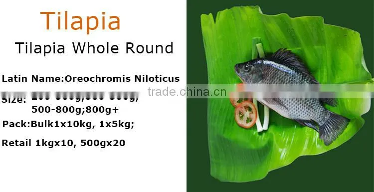 Top quality and competitive price CO treated ivp frozen tilapia fillet