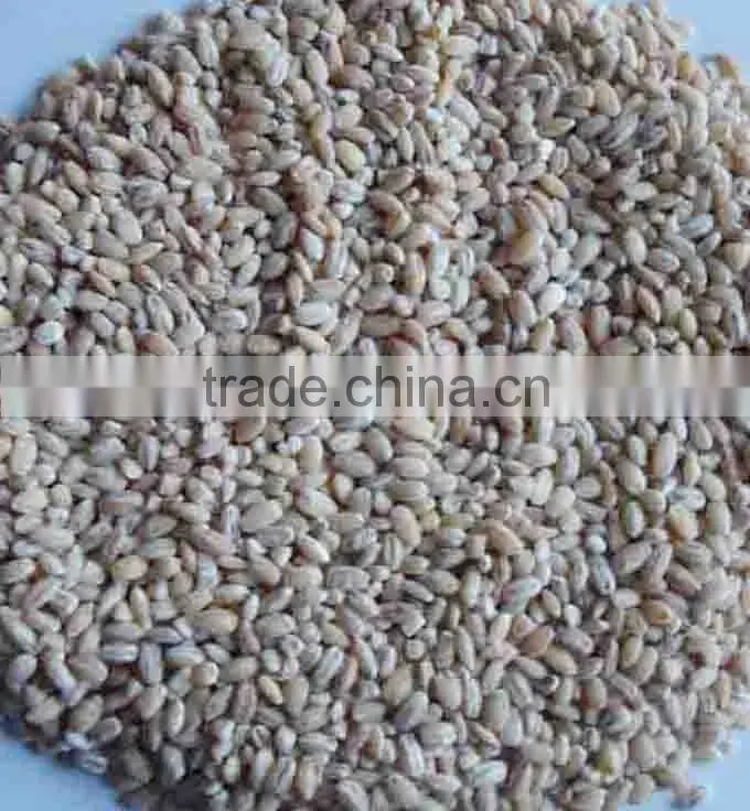 organic hulled barley