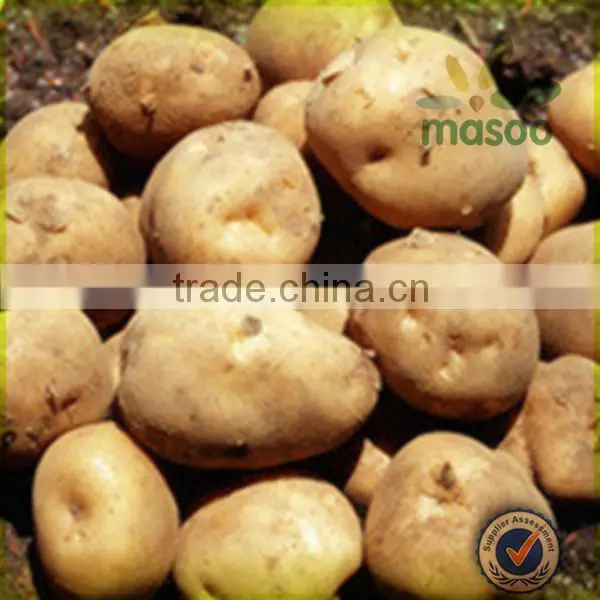 wholesale fresh russet potatoes