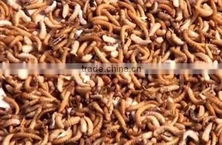 1.5KW Automatic Mealworm Multifunctional Separator