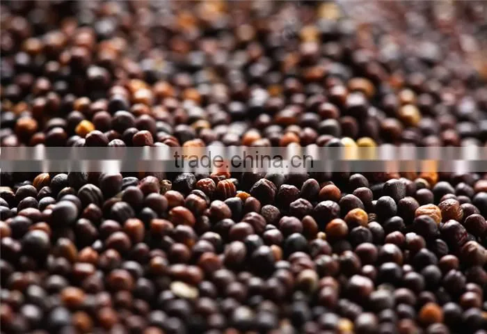 wholesale prices export crude rapeseed oil