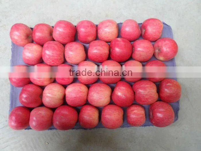 2015 shandong FUJI APPLE