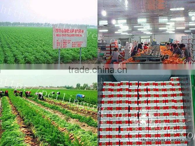 HOT HOT !!(XIAMEN)FARMLAND VEGETABLE OF CARROT IN CHINA