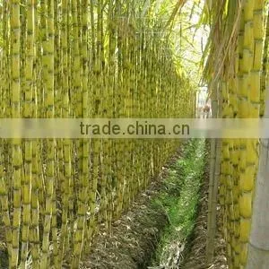 Peeler and Cutting Machine TT-S17 stainless steel crush sugarcane machine