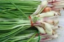 Chives