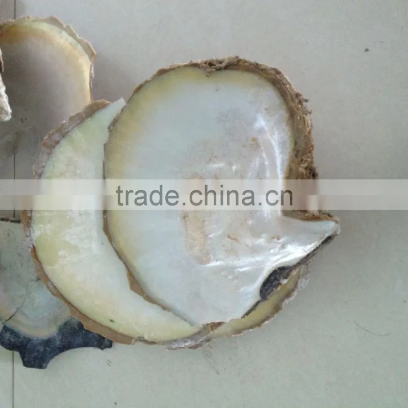 Varies natural Raw material seashell