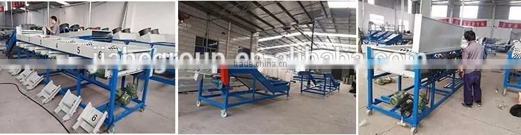 Garlic /Vegetable and Fruit Cleaning and Grading/Sorting machine