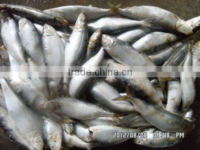 Fresh Frozen Sardines