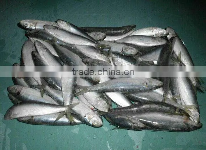 2016 High Quality Frozen Sardine for bait
