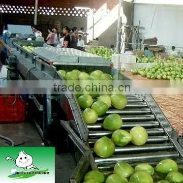New Crop Grade A fresh sweet green pomelo price