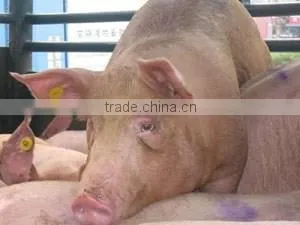 Plastic Ear tag for pig