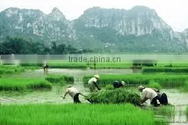 5% BROKEN LONG GRAIN RICE