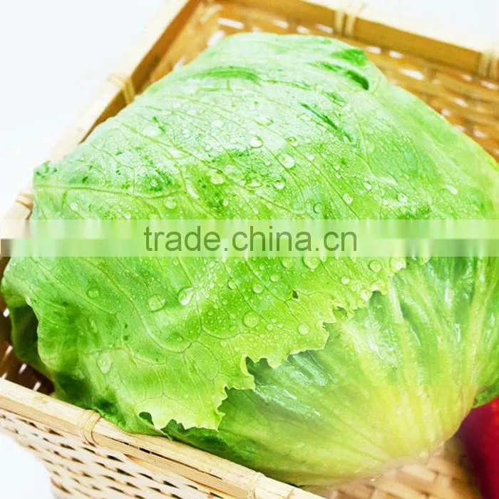 2016 Chinese decorative round shape green iceberg lettuce