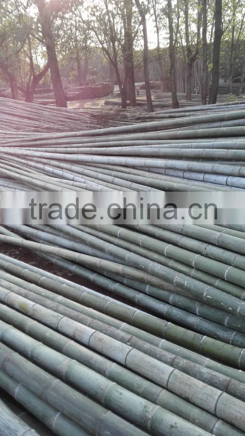 bamboo for garden fense